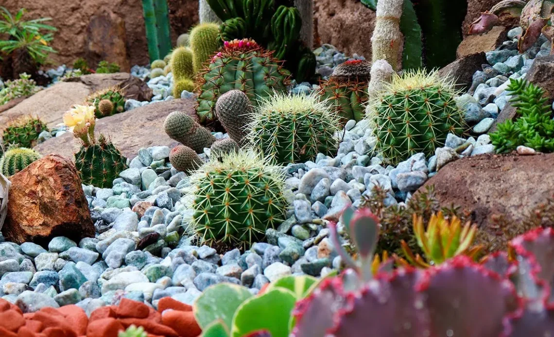 Cactos