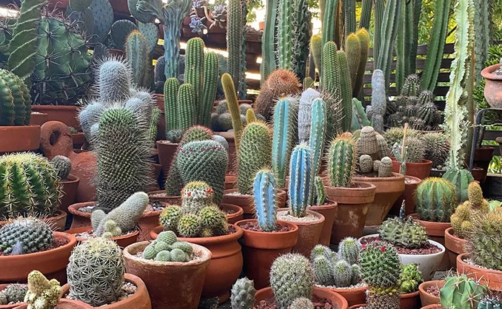 Cactos