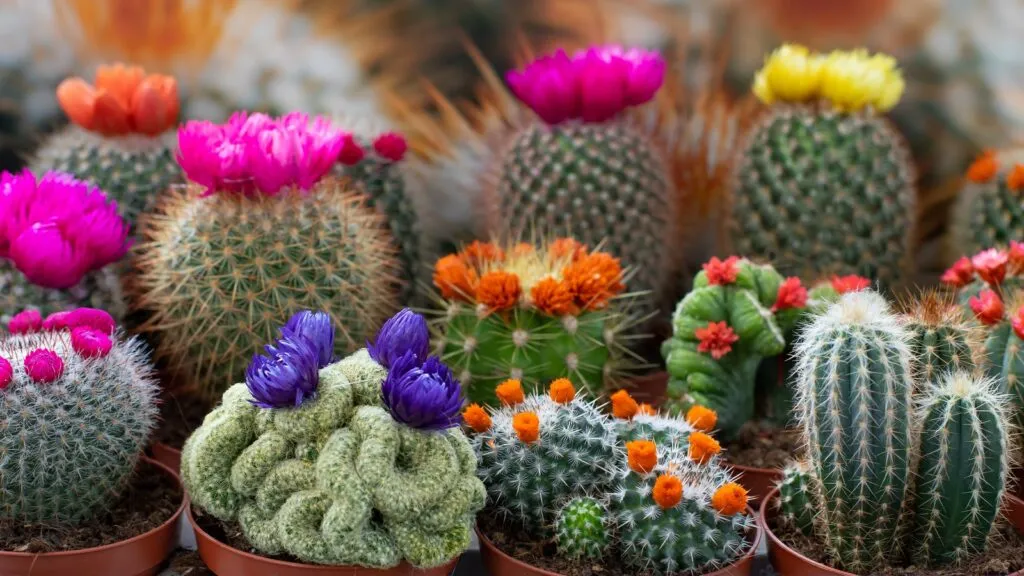 Cactos