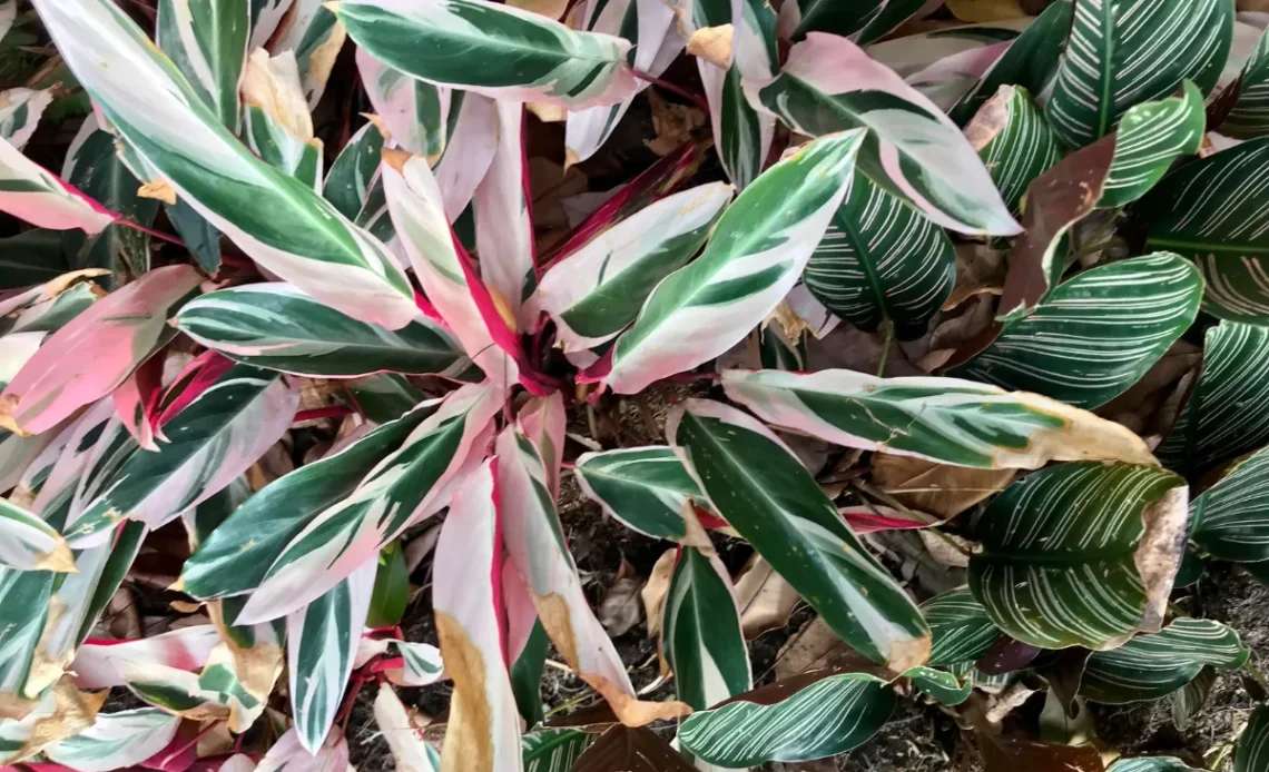 Maranta