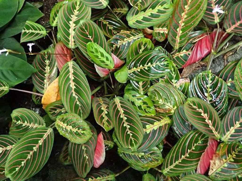 Maranta