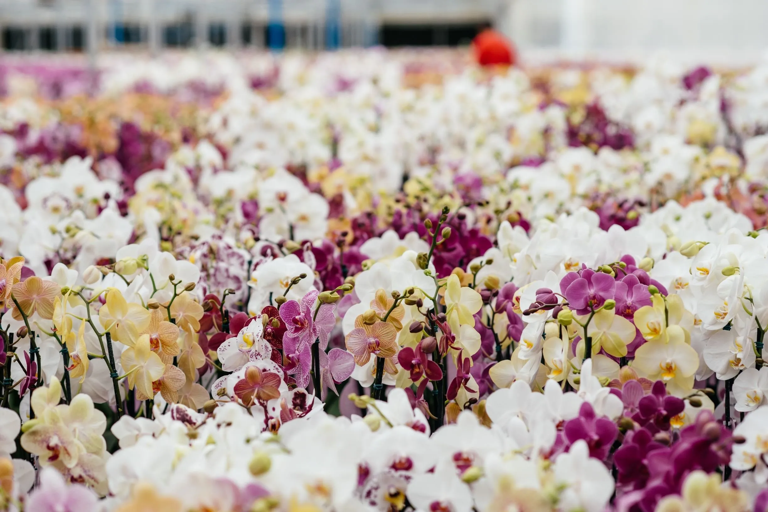 Orquídeas