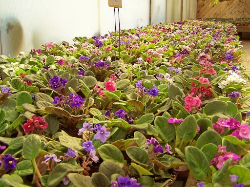 Violetas
