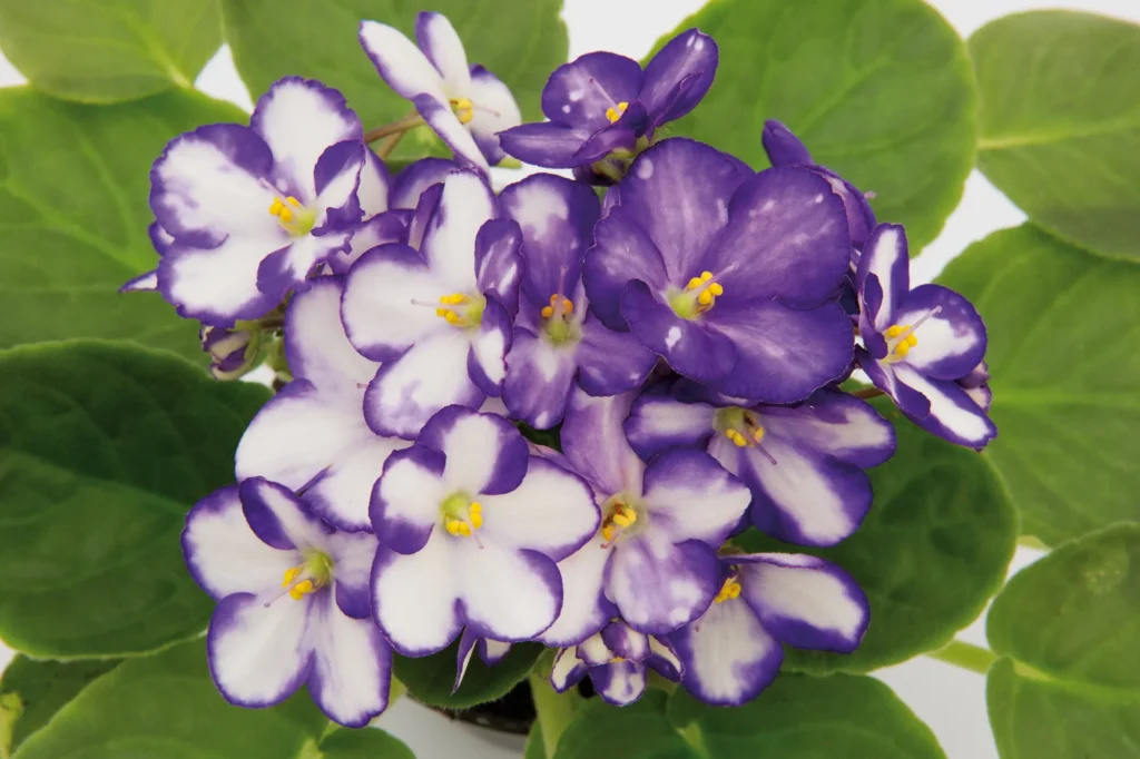 Violetas