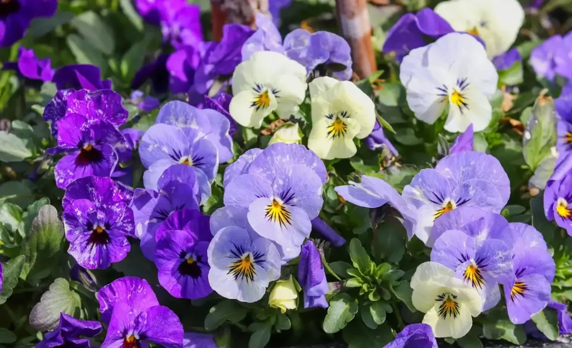 Violetas