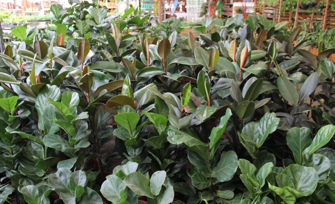 Ficus Elastica