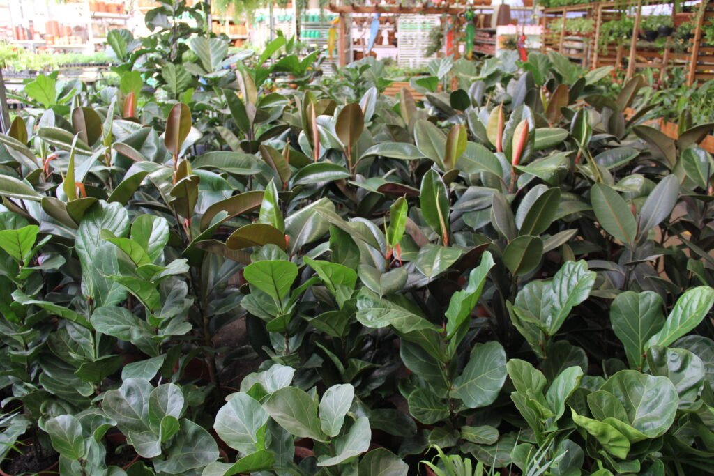 Ficus Elastica