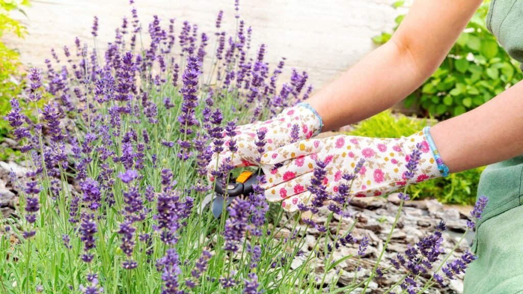 Lavanda