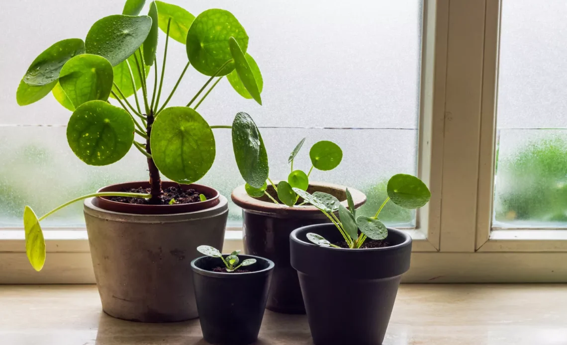 Pilea Peperomioides