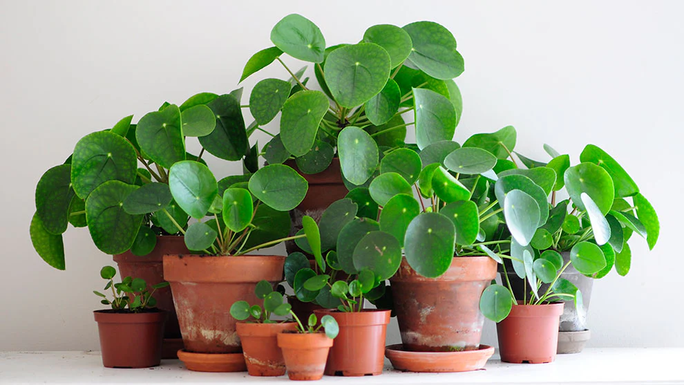 Pilea Peperomioides