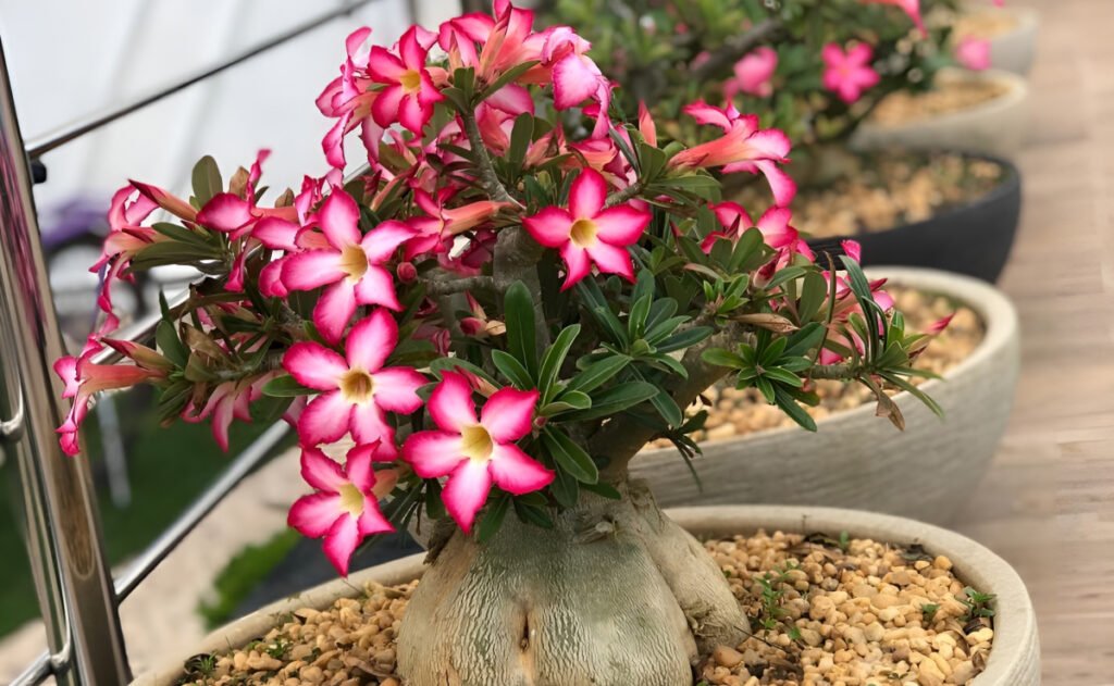 Rosa do Deserto