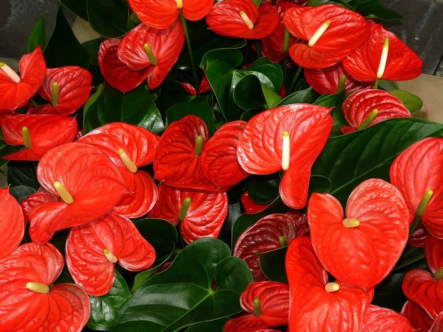 Antúrio vermelho saudável com folhas brilhantes