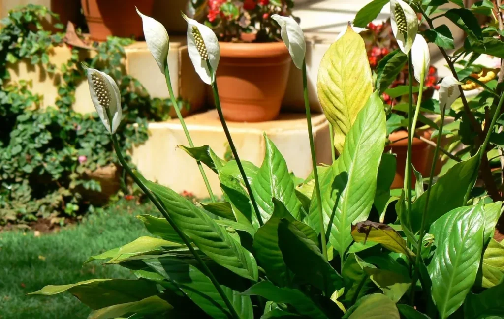Lírio-da-Paz-Folhas-Amarelas